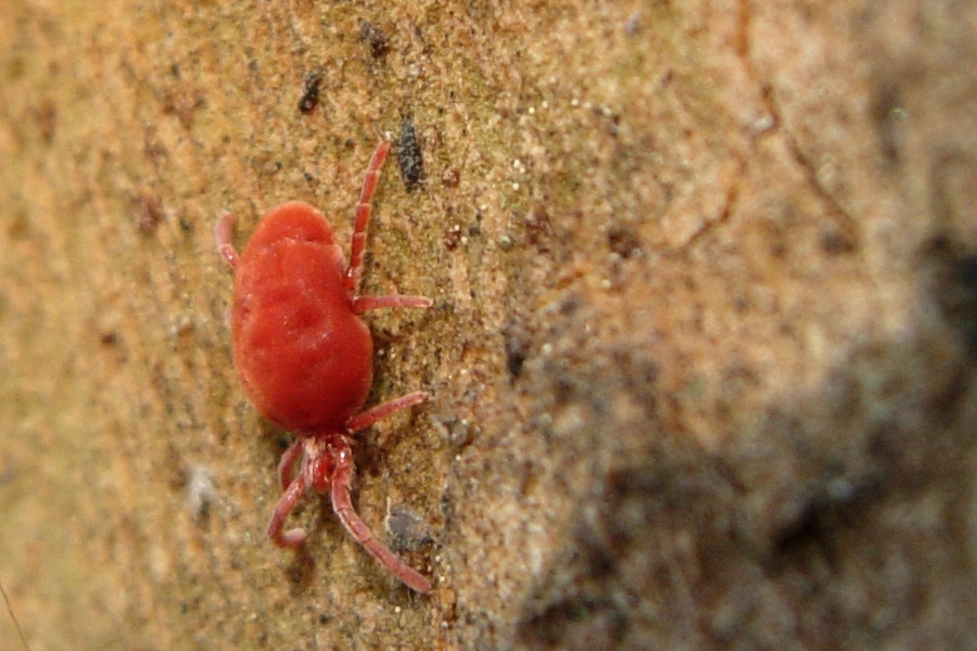 Allothrombium sp.